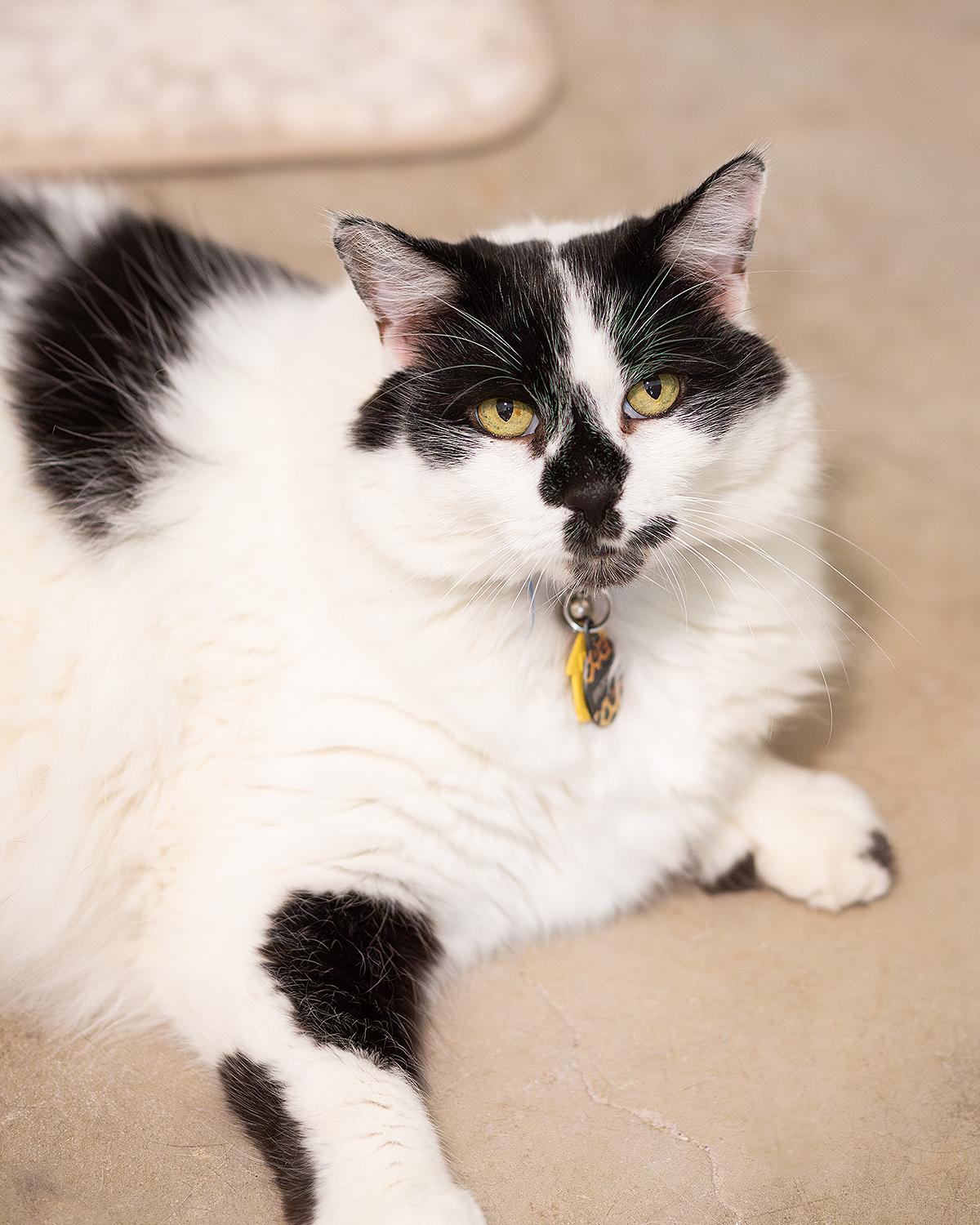 Enlarge Britches, a Adopted Domestic Long Hair in Marana, AZ image 2/2