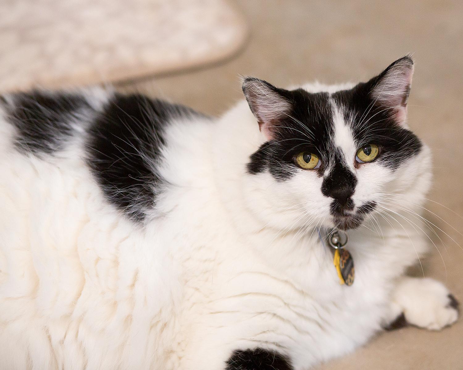 Britches, Adopted, Senior Male Domestic Long Hair.