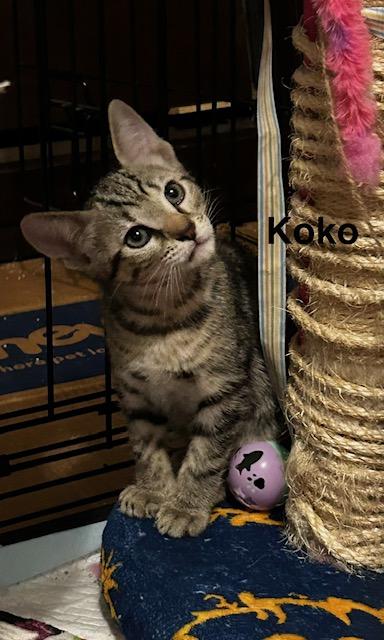 Koko (2.5 months), an adopted Domestic Short Hair in Tacoma, WA image 1/5
