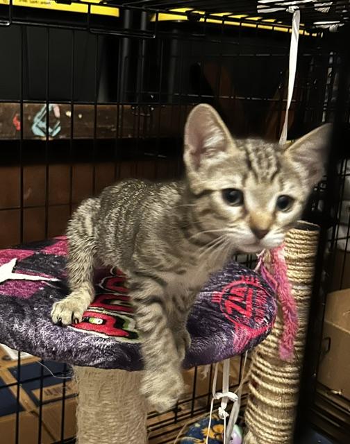 Koko (2.5 months), an adopted Domestic Short Hair in Tacoma, WA image 2/5