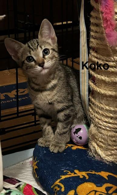 Koko (2.5 months), an adopted Domestic Short Hair in Tacoma, WA image 5/5