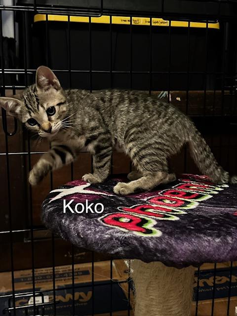 Koko (2.5 months), an adopted Domestic Short Hair in Tacoma, WA image 4/5