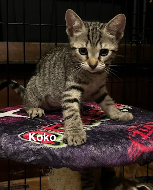 Koko (2.5 months), an adopted Domestic Short Hair in Tacoma, WA image 3/5