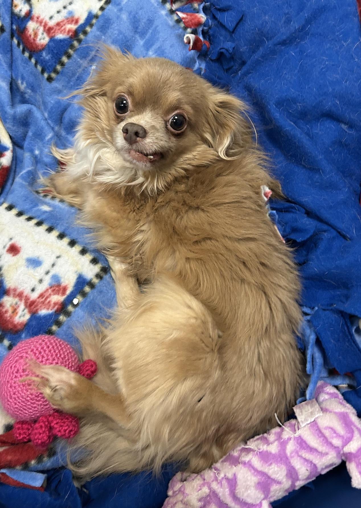 Enlarge Brock, a Adoptable mixed breed in Eagle River, WI image 1/1