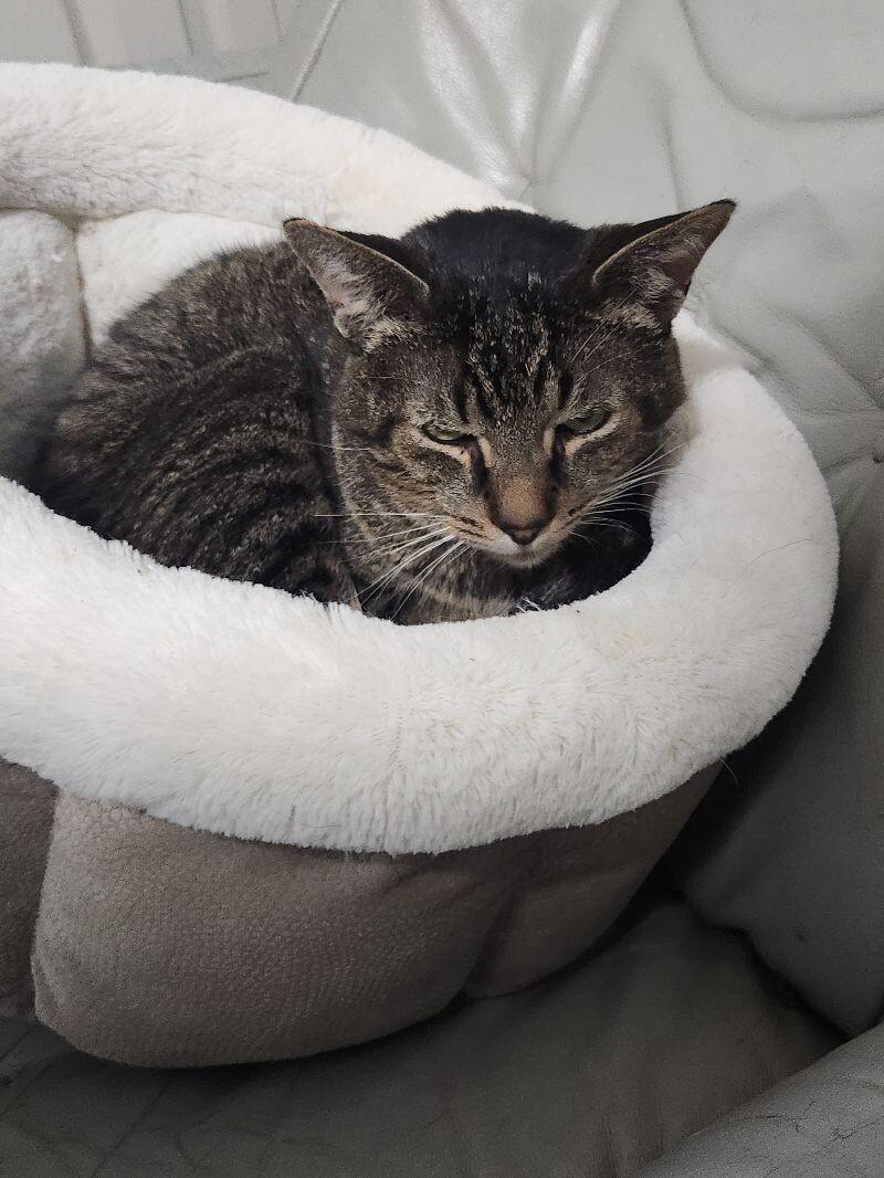 Quatro, a Adoptable Domestic Short Hair in Grand Rapids, MI image 1/6