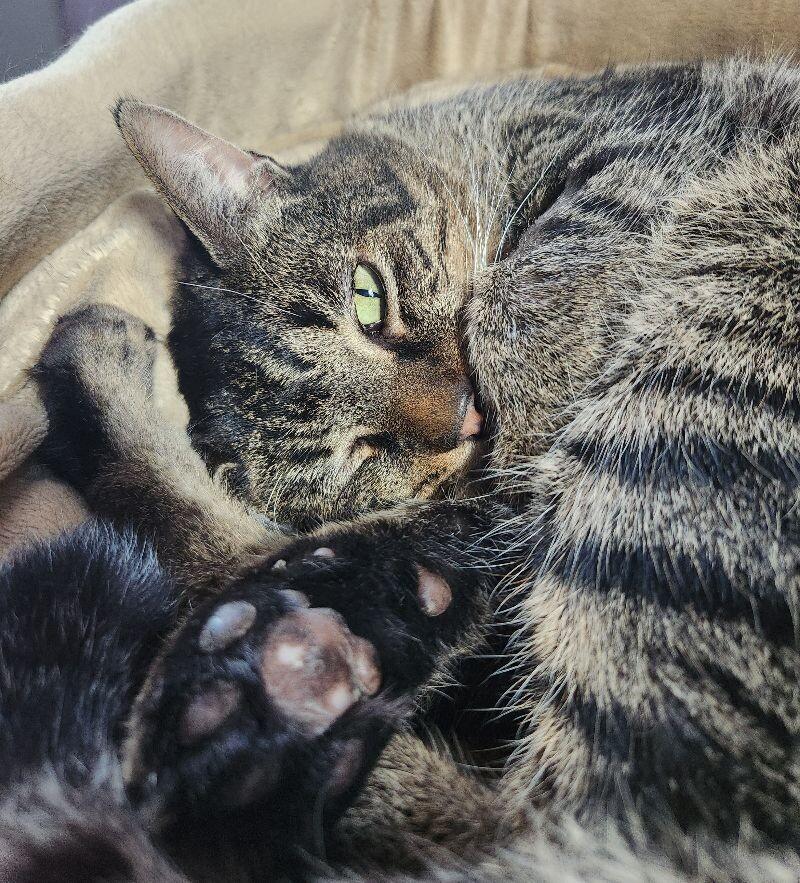 Quatro, a Adoptable Domestic Short Hair in Grand Rapids, MI image 2/6