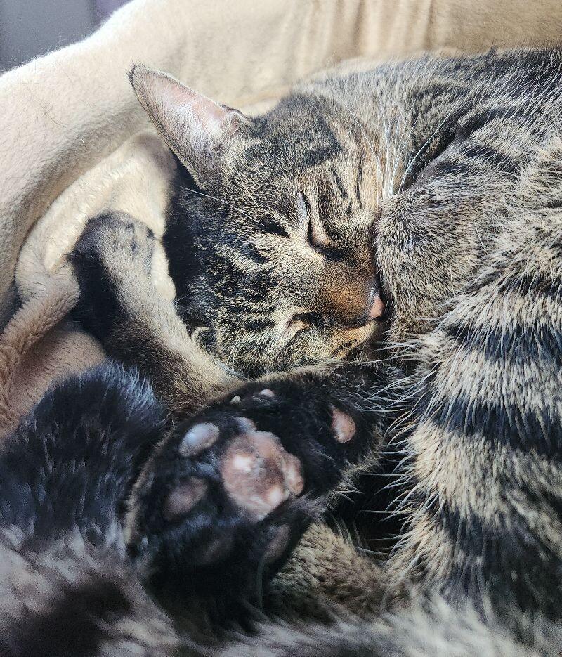 Quatro, a Adoptable Domestic Short Hair in Grand Rapids, MI image 4/6