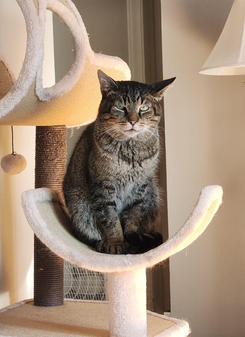 Quatro, a Adoptable Domestic Short Hair in Grand Rapids, MI image 5/6