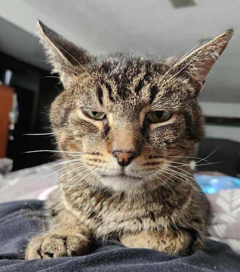 Quatro, a Adoptable Domestic Short Hair in Grand Rapids, MI image 6/6