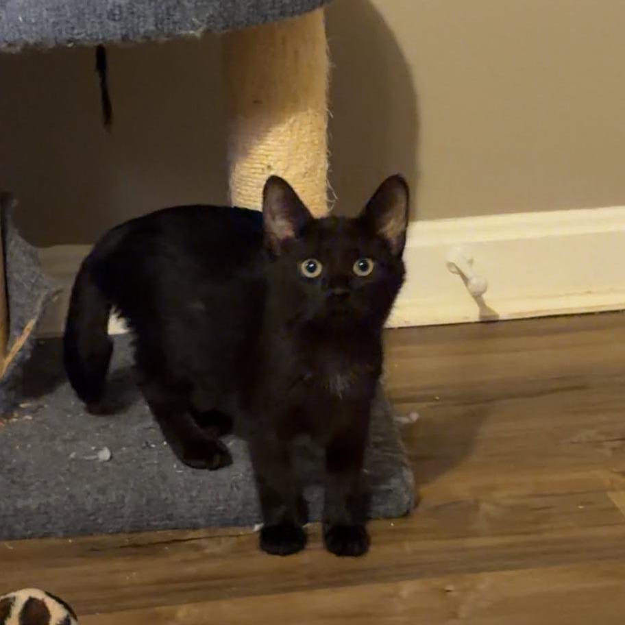 Enlarge Piggly Wiggly, a Adoptable Domestic Short Hair in Jarrettsville, MD image 1/6