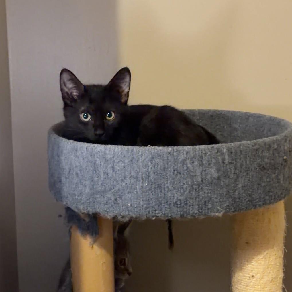 Enlarge Piggly Wiggly, a Adoptable Domestic Short Hair in Jarrettsville, MD image 3/6