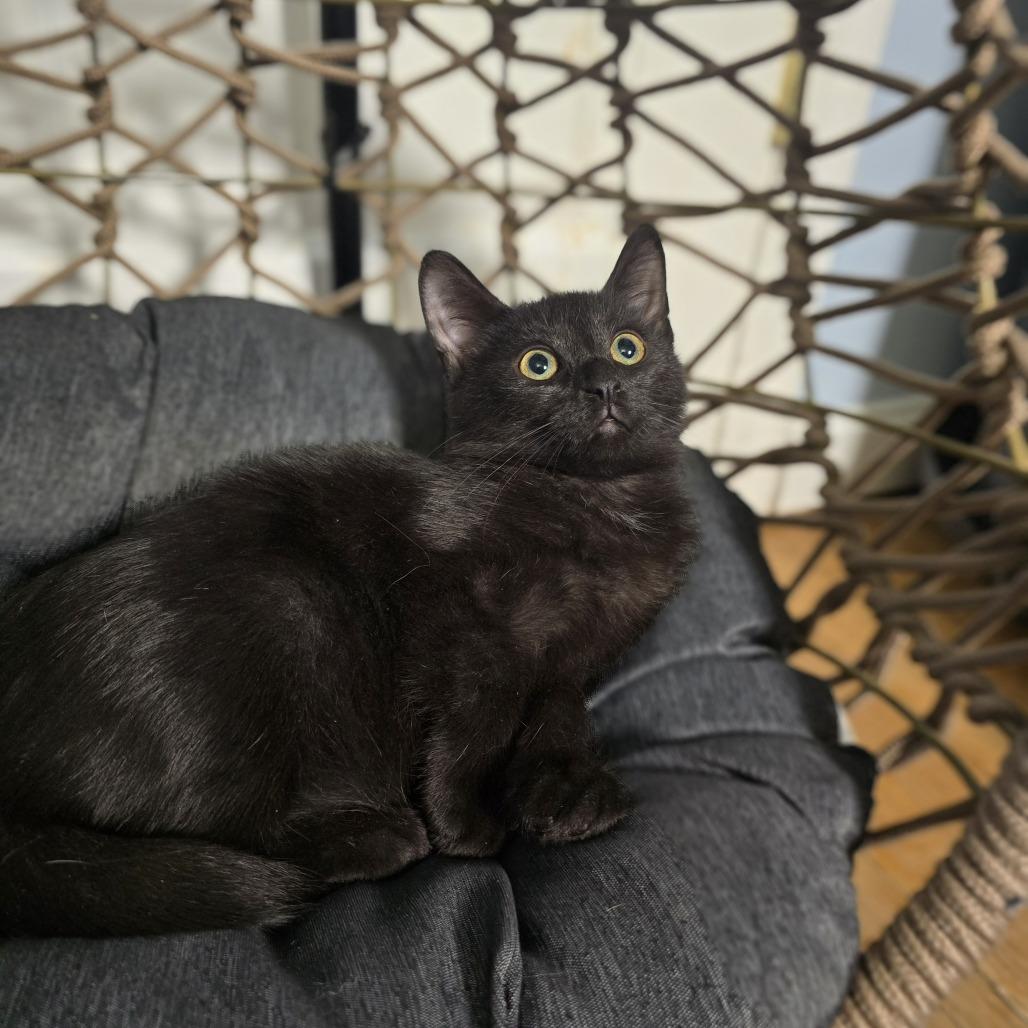 Enlarge Piggly Wiggly, a Adoptable Domestic Short Hair in Jarrettsville, MD image 4/6