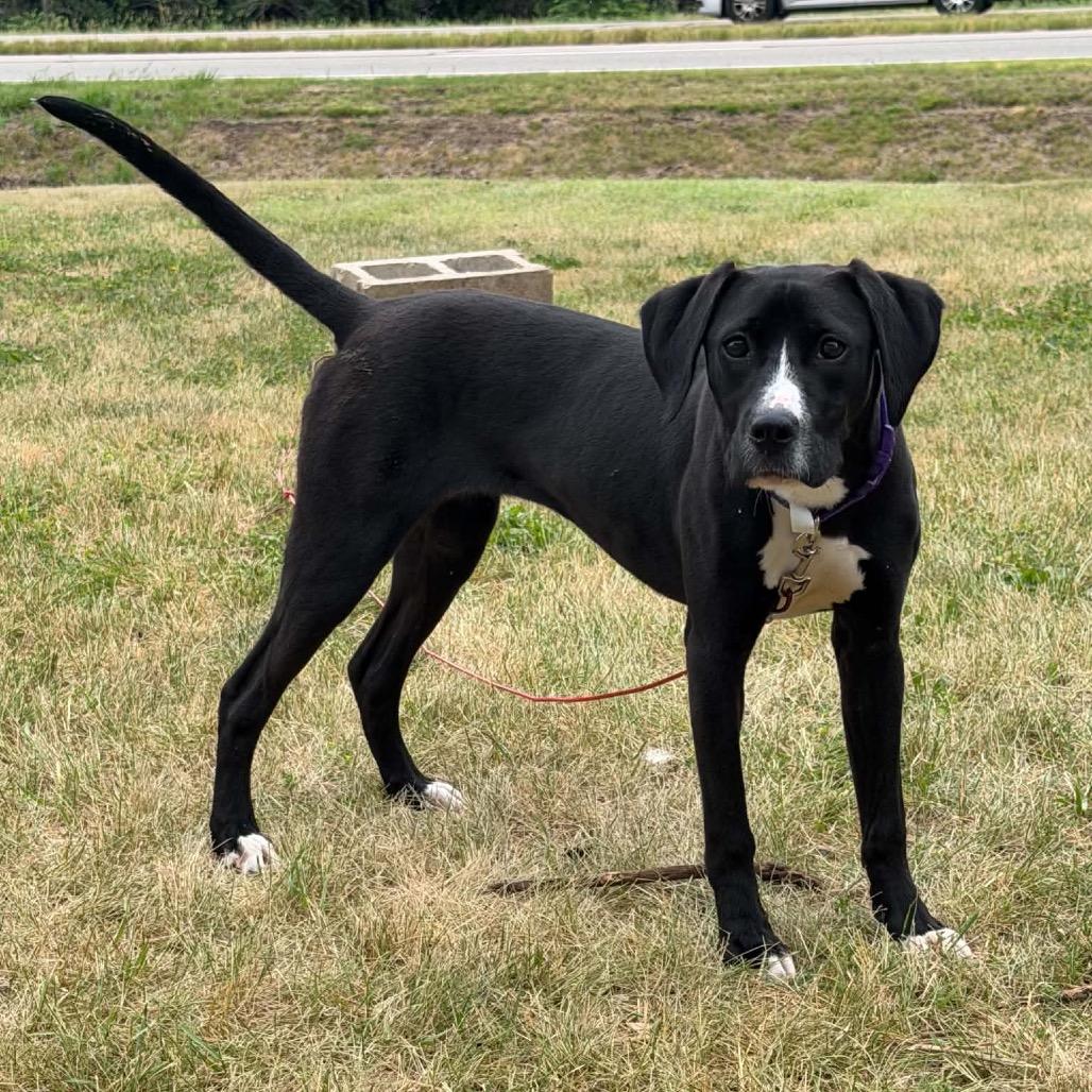 Clara Bow, a Adoptable mixed breed in Edwards, IL image 1/6