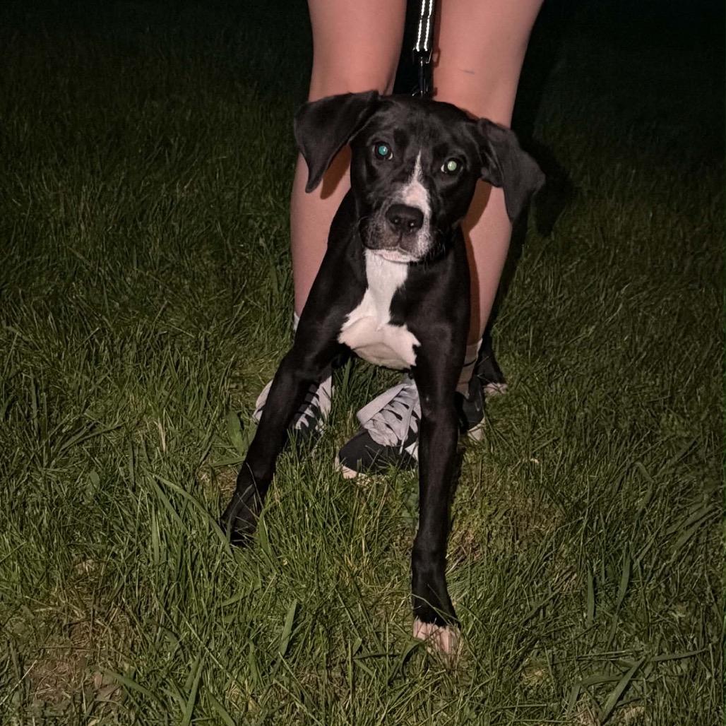 Clara Bow, a Adoptable mixed breed in Edwards, IL image 3/6