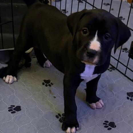 Clara Bow, Adoptable, Puppy Female Boxer & Mixed Breed.