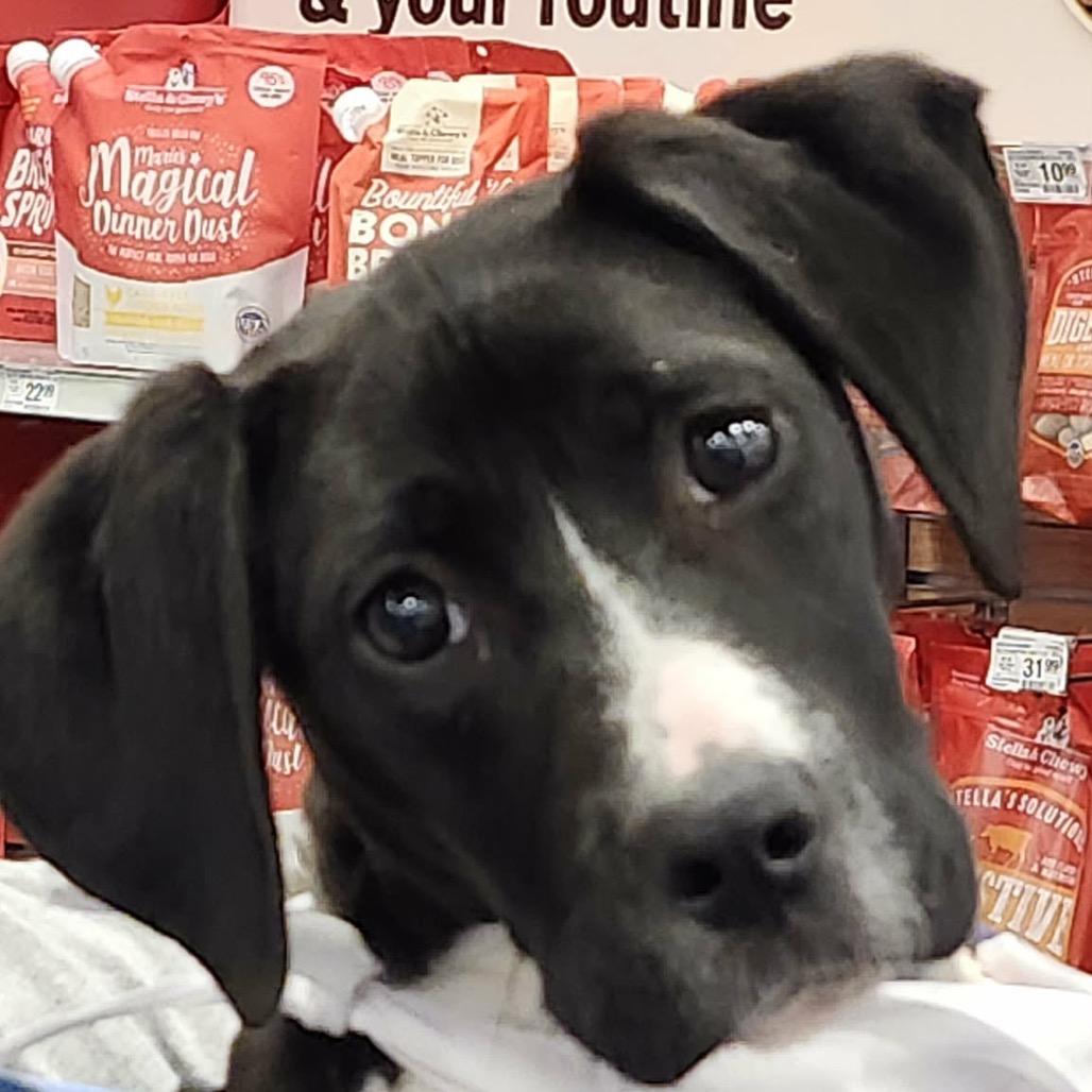 Enlarge Clara Bow, a Adoptable mixed breed in Edwards, IL image 4/4