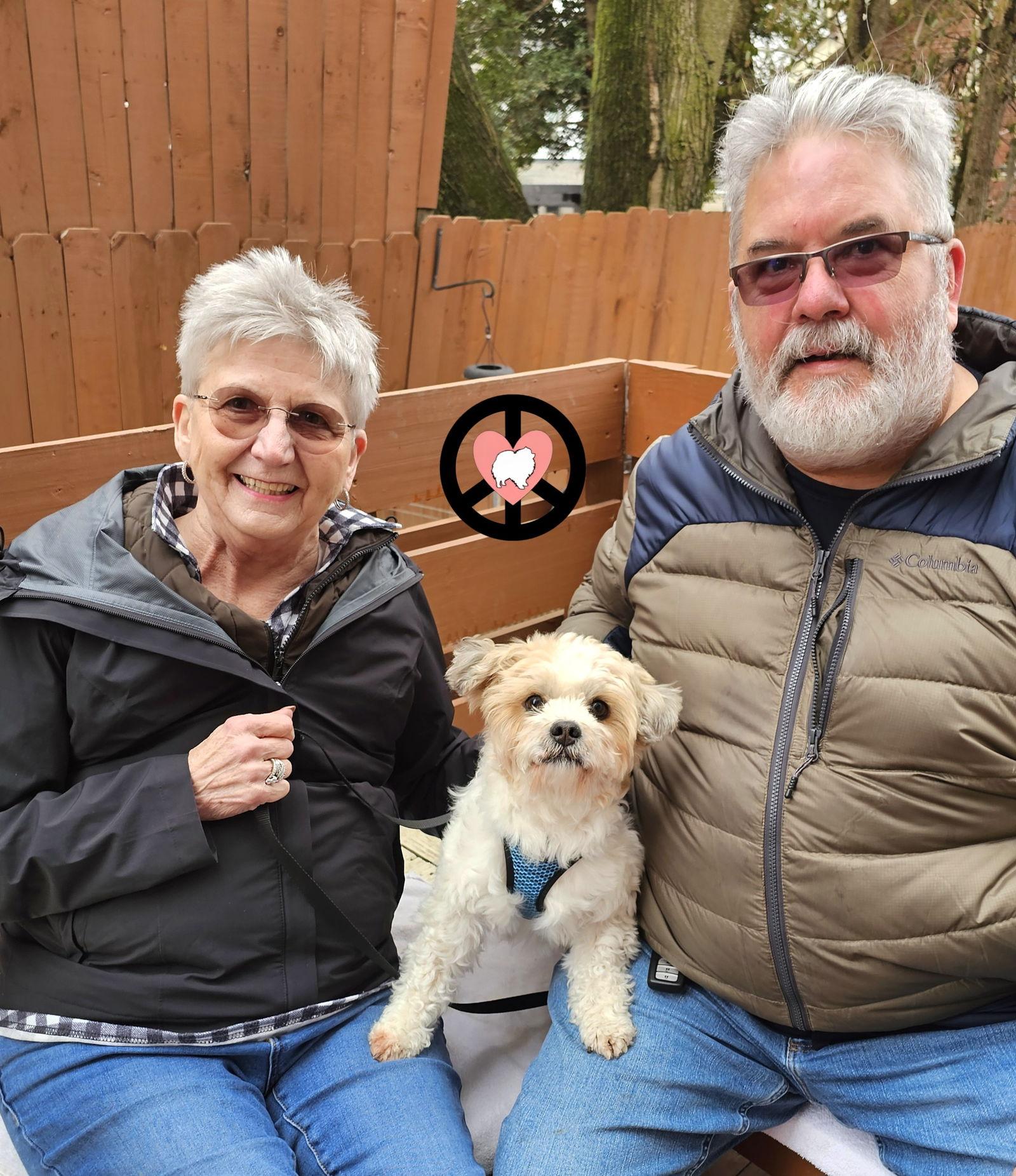 Enlarge Snoopy, a Adopted Shih Tzu in Lebanon, PA image 3/3