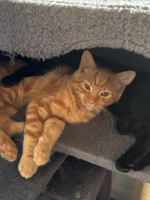 Macaroni, Adoptable, Kitten Male Domestic Short Hair.