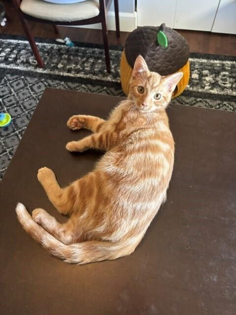 Enlarge Macaroni, a Adoptable Domestic Short Hair in Springdale, PA image 2/5