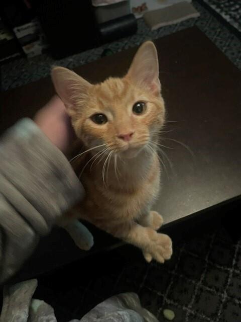 Enlarge Macaroni, a Adoptable Domestic Short Hair in Springdale, PA image 4/5