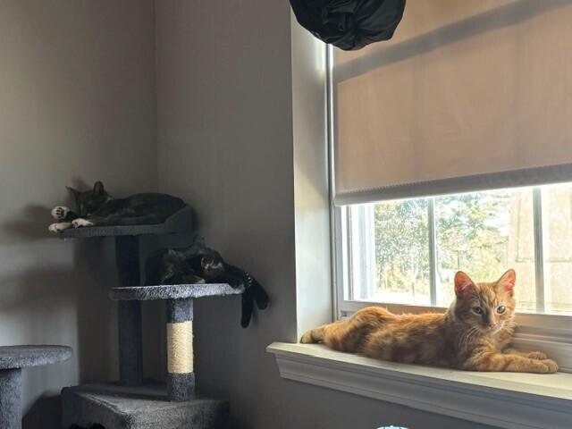 Enlarge Macaroni, a Adoptable Domestic Short Hair in Springdale, PA image 5/5
