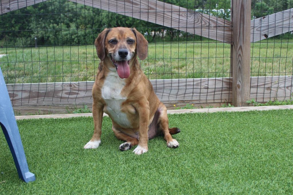 Benji, an adopted Beagle in Chestertown, MD image 2/3