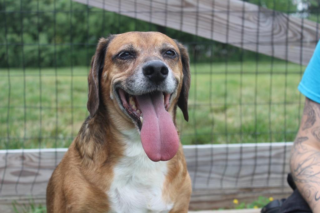 Benji, an adopted Beagle in Chestertown, MD image 1/3