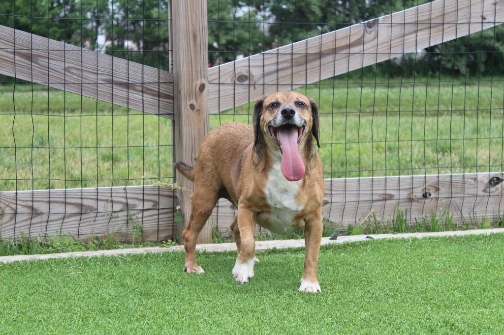 Benji, an adopted Beagle in Chestertown, MD image 3/3