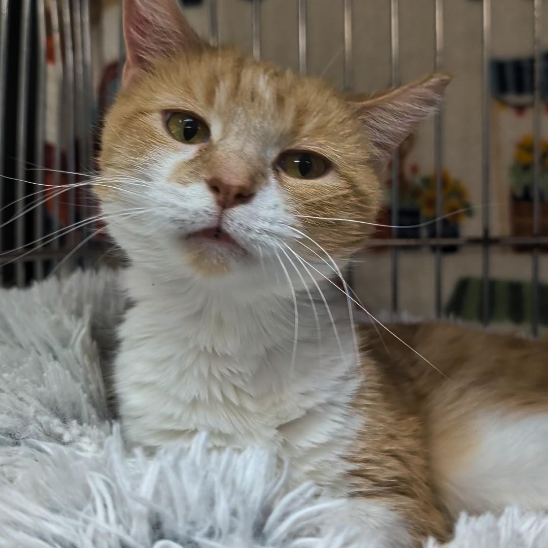Butterscotch, an adoptable Domestic Short Hair in West Jefferson, OH image 4/6