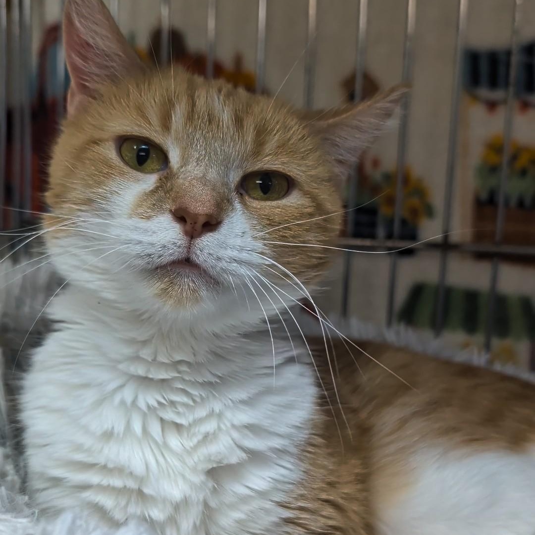 Butterscotch, an adoptable Domestic Short Hair in West Jefferson, OH image 5/6