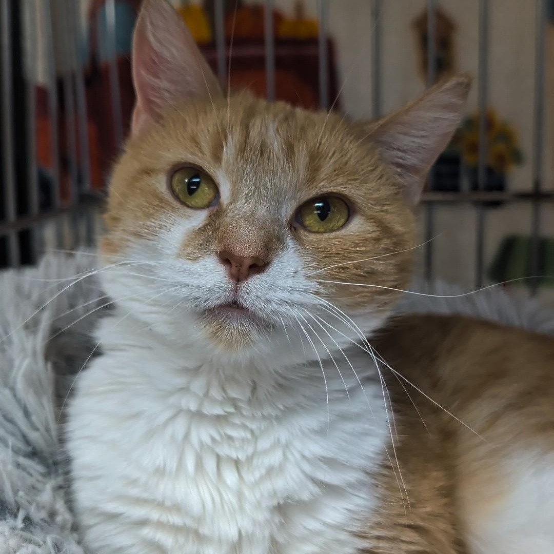 Butterscotch, an adoptable Domestic Short Hair in West Jefferson, OH image 1/6
