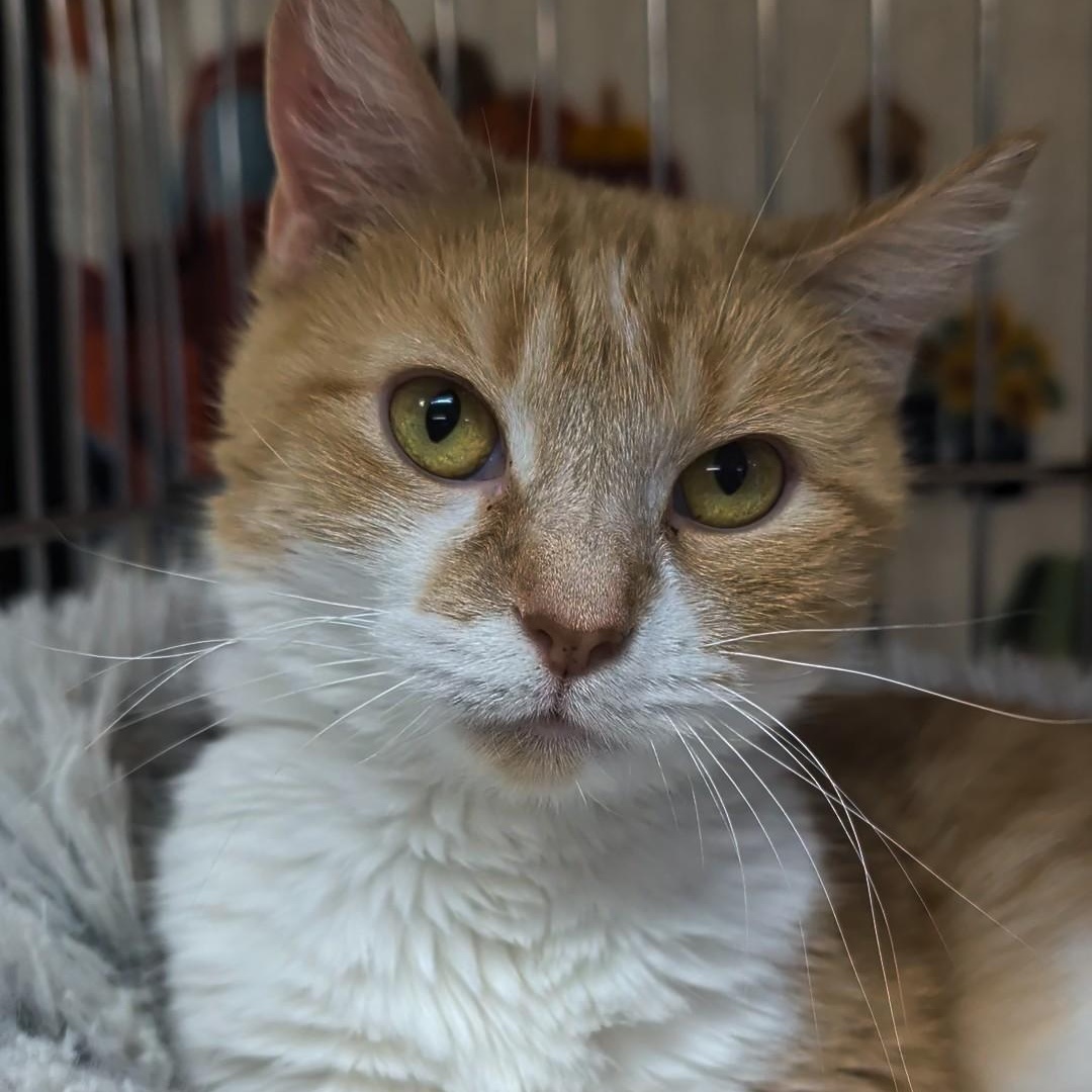 Butterscotch, an adoptable Domestic Short Hair in West Jefferson, OH image 3/6