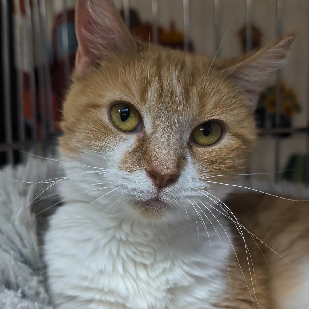 Butterscotch, an adoptable Domestic Short Hair in West Jefferson, OH image 6/6