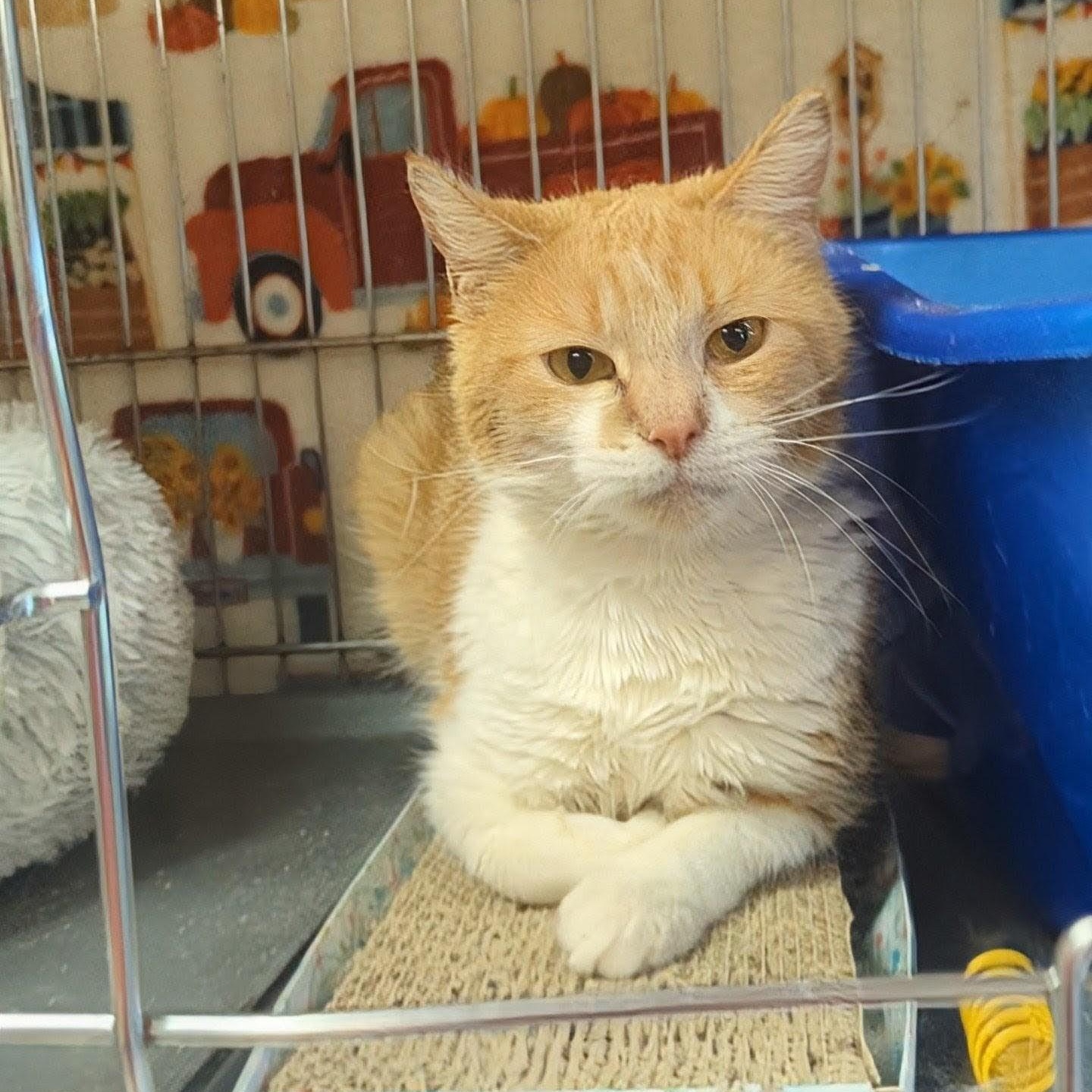 Butterscotch, an adoptable Domestic Short Hair in West Jefferson, OH image 2/6