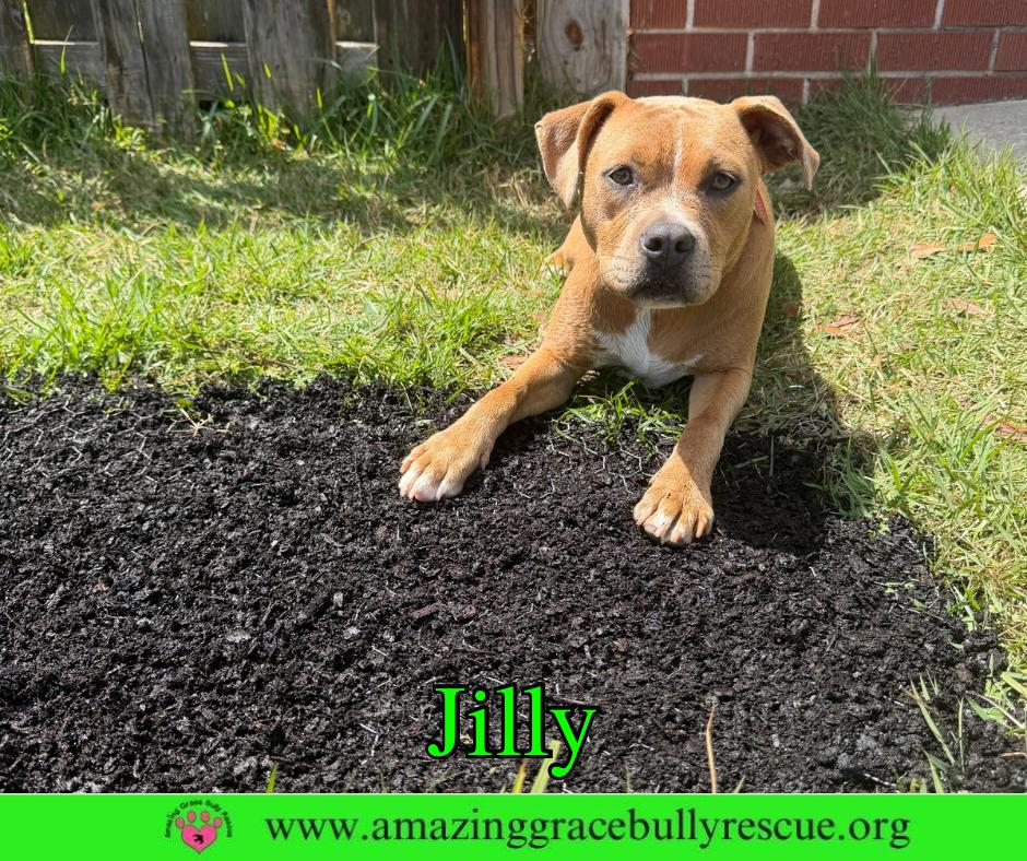 Jilly, Adoptable, Puppy Female Pit Bull Terrier.
