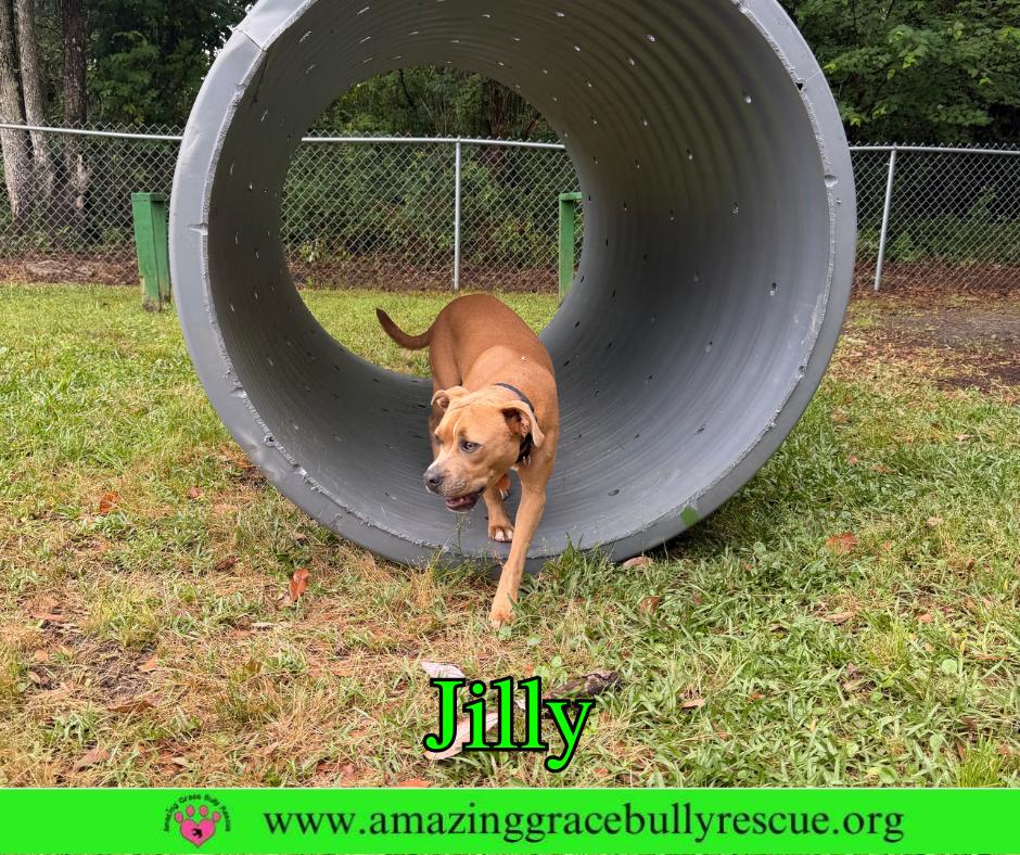 Enlarge Jilly, a Adoptable Pit Bull Terrier in Pensacola, FL image 2/3