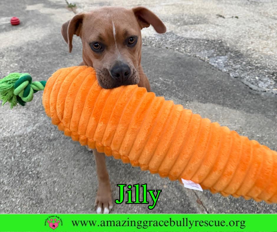 Enlarge Jilly, a Adoptable Pit Bull Terrier in Pensacola, FL image 3/3
