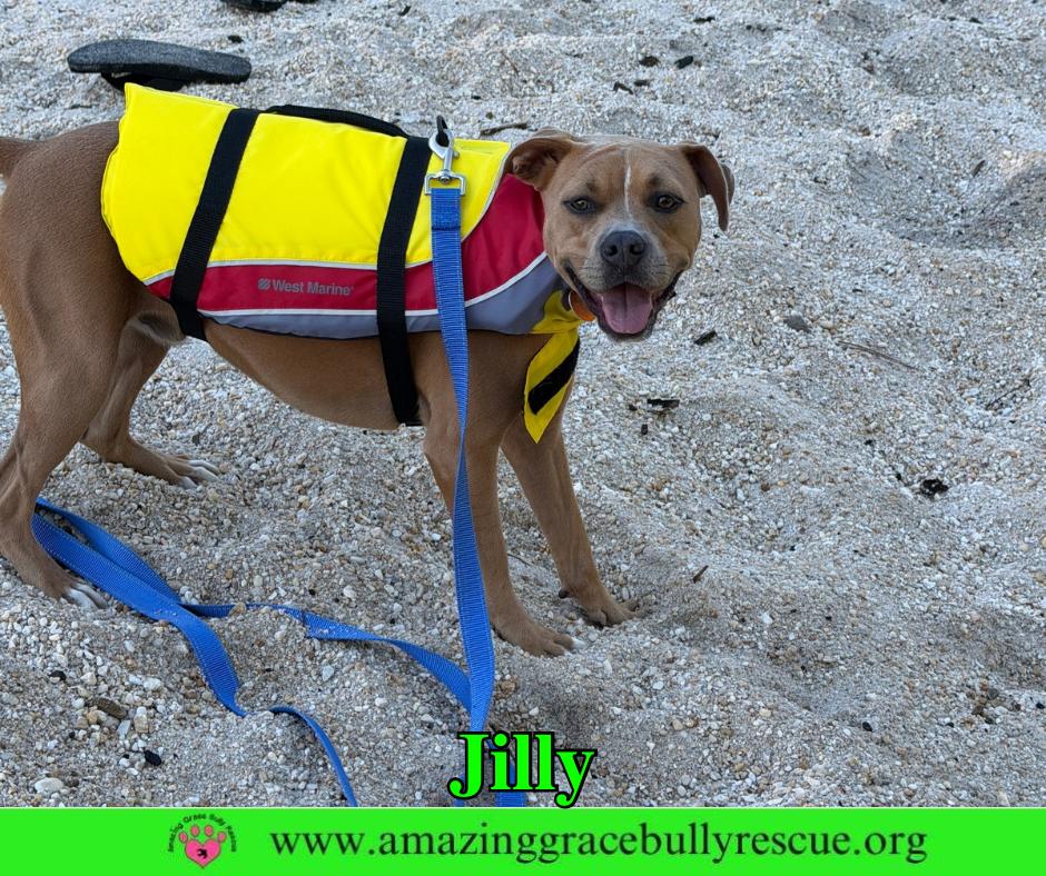 Jilly, Adoptable, Puppy Female Pit Bull Terrier.