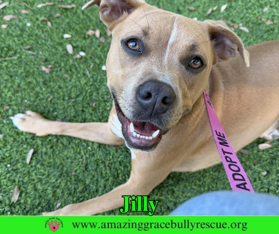 Enlarge Jilly, a Adoptable Pit Bull Terrier in Pensacola, FL image 3/3