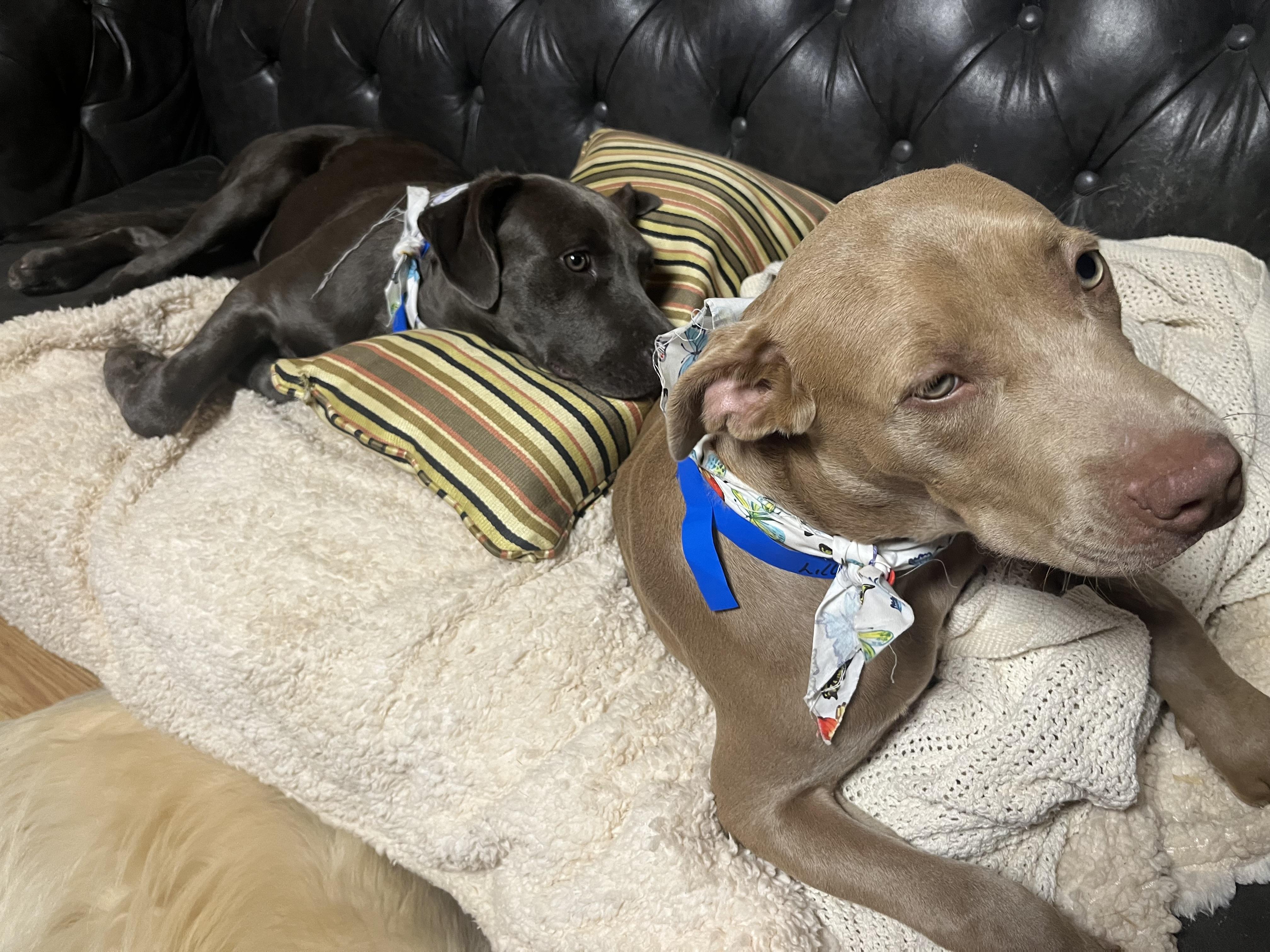 Enlarge Lily, a Adoptable mixed breed in Rainbow City, AL image 4/4