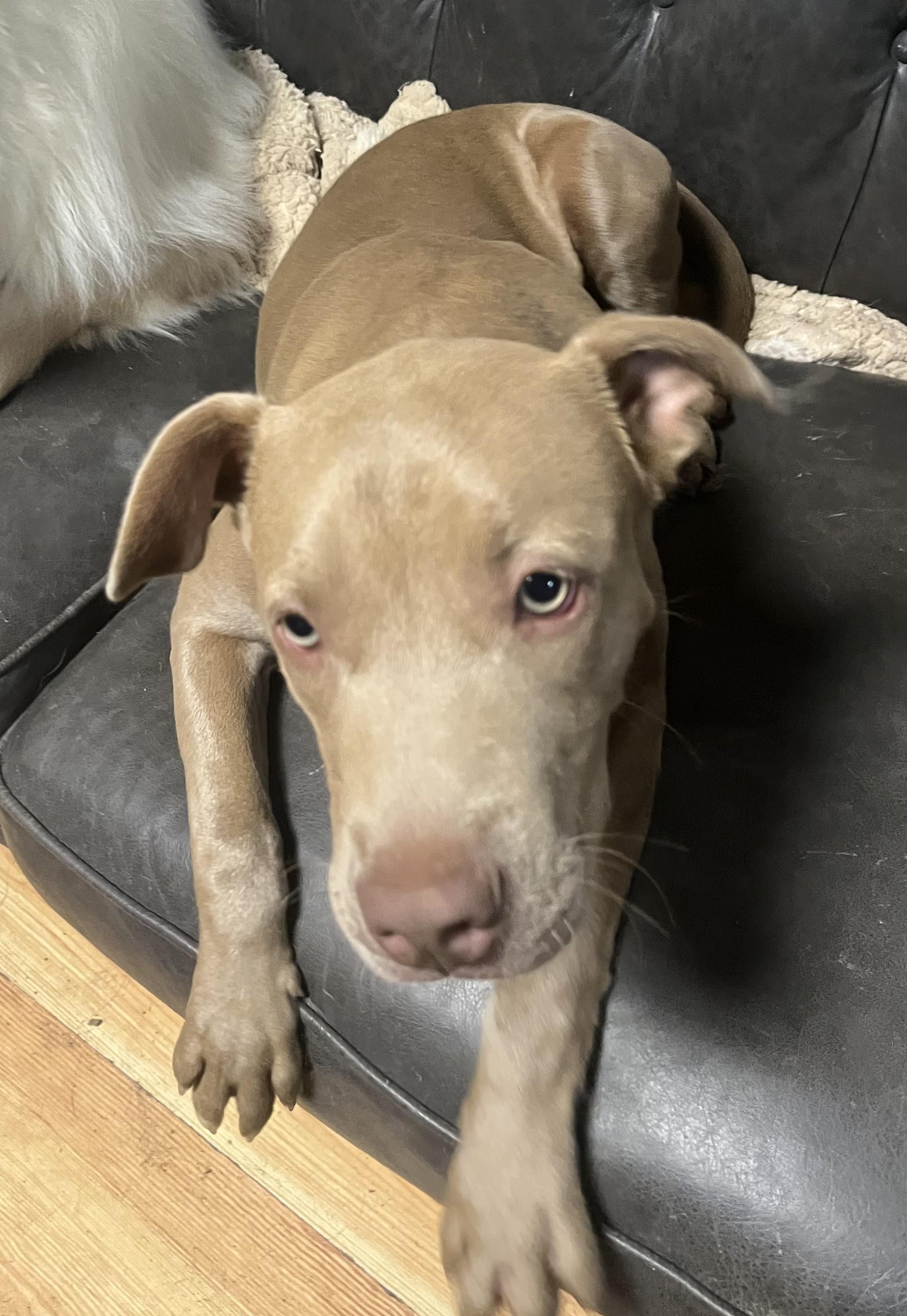 Enlarge Lily, a Adoptable mixed breed in Rainbow City, AL image 1/4