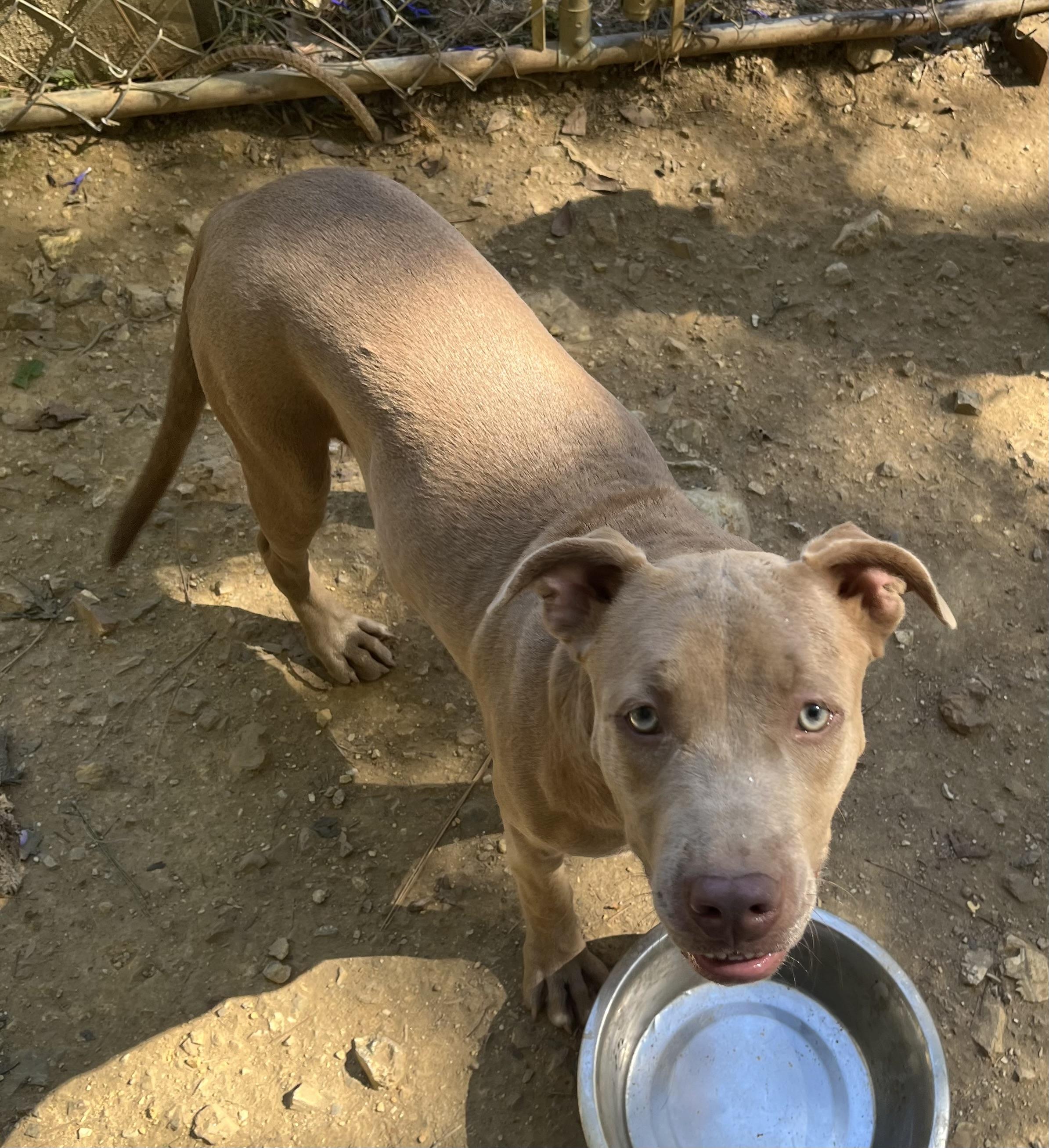 Enlarge Lily, a Adoptable mixed breed in Rainbow City, AL image 3/4