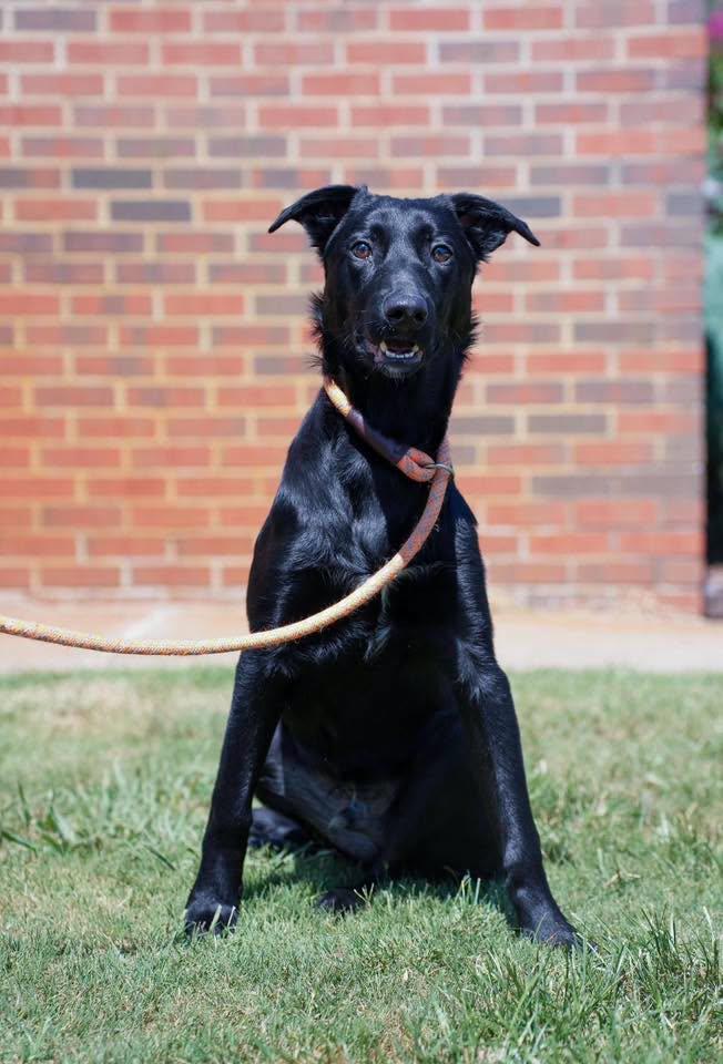 Enlarge Titan, a ADOPTABLE mixed breed in Stillwater, OK image 2/3