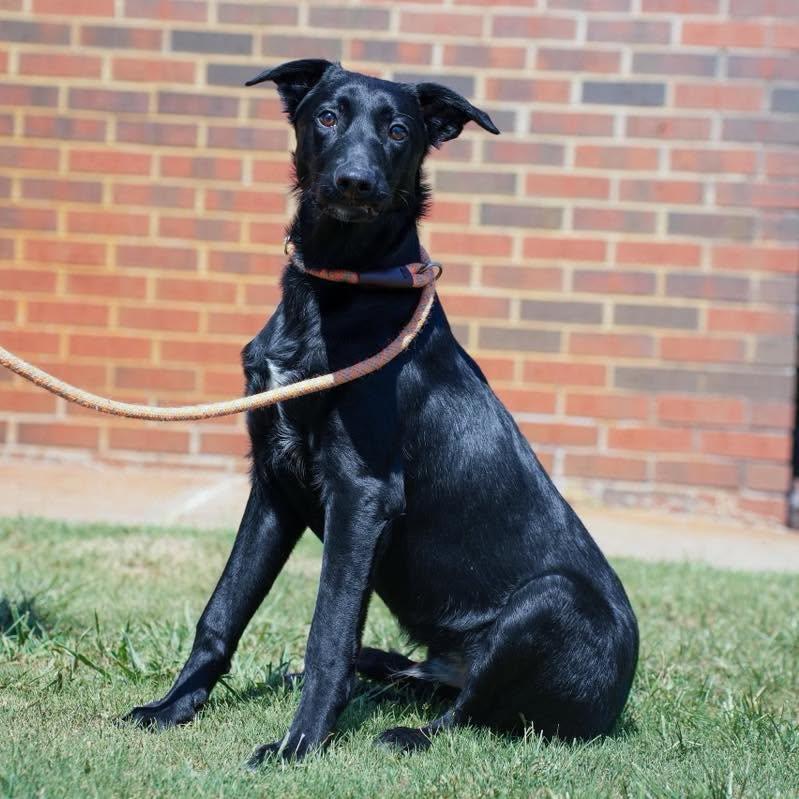 Titan, ADOPTABLE, Young Male Shepherd.