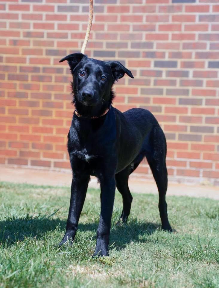 Enlarge Titan, a ADOPTABLE mixed breed in Stillwater, OK image 3/3