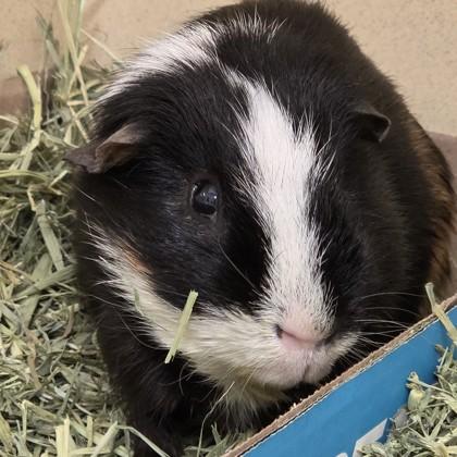 Oreo (Bonded w/Chippa), Adoptable, Adult Male Guinea Pig & Guinea Pig.