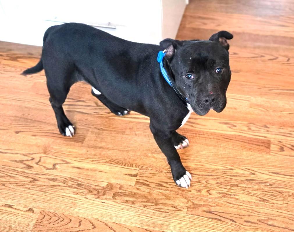 Enlarge Jett Awesome Mini Mastiff Boy! Fostering in Greenwich CT, an adopted mixed breed in Danbury, CT image 1/6