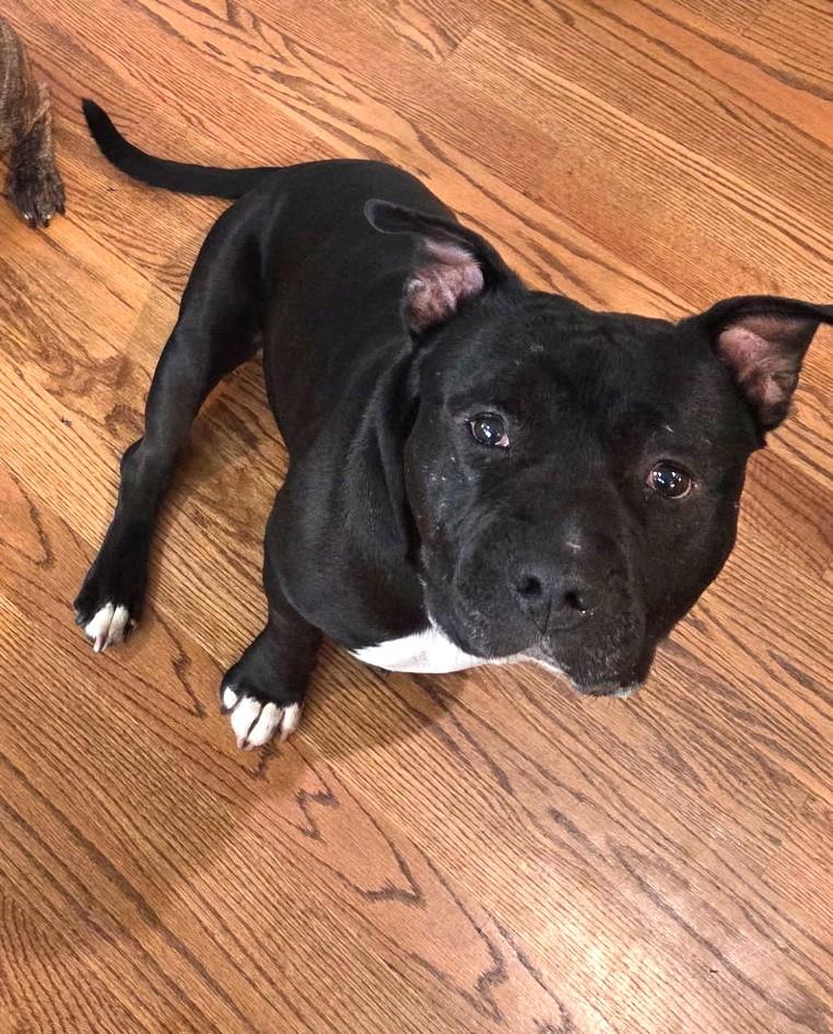 Enlarge Jett Awesome Mini Mastiff Boy! Fostering in Greenwich CT, an adopted mixed breed in Danbury, CT image 5/6