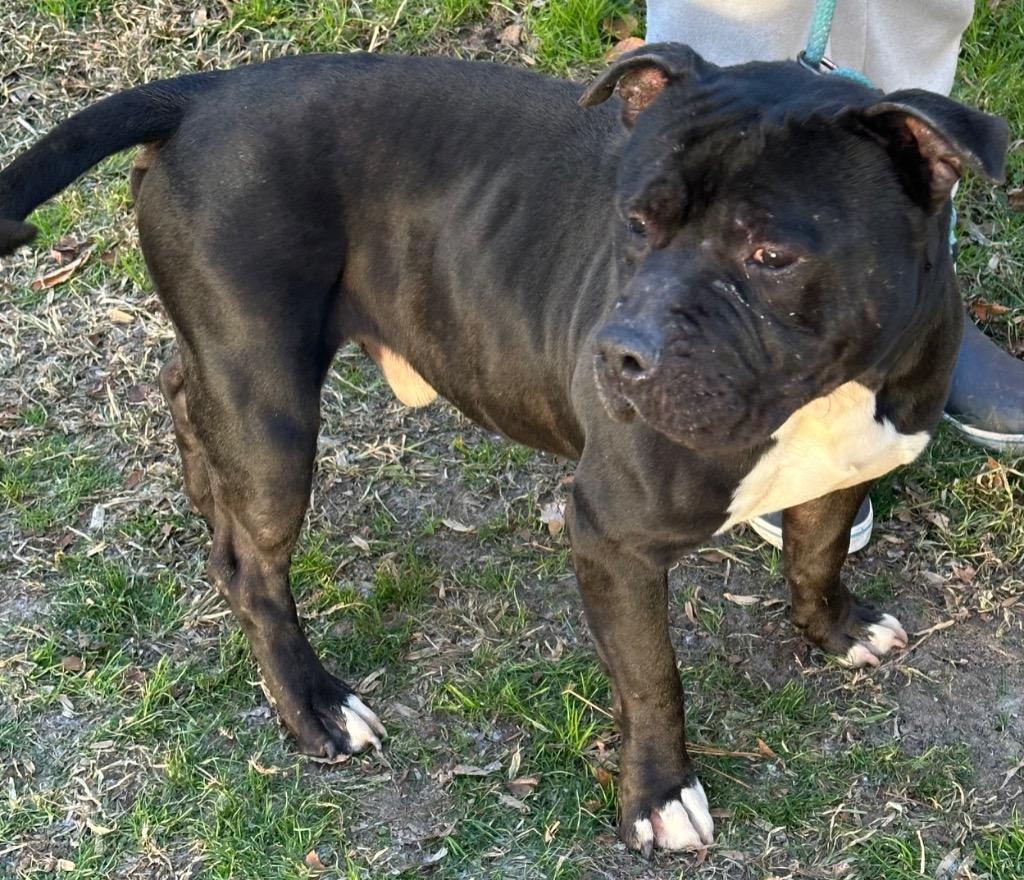 Enlarge Jett Awesome Mini Mastiff Boy! Fostering in Greenwich CT, an adopted mixed breed in Danbury, CT image 2/3