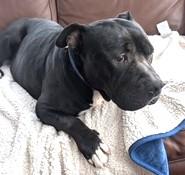 Enlarge Jett Awesome Mini Mastiff Boy! Fostering in Greenwich CT, an adopted mixed breed in Danbury, CT image 1/3